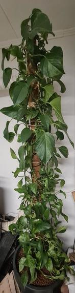Grote Epipremnum Scindapsus 220cm (Drakenklimop), Ophalen, Halfschaduw, 200 cm of meer