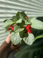 Episcia stekjes, Overige soorten, Minder dan 100 cm, Bloeiende kamerplant, Halfschaduw
