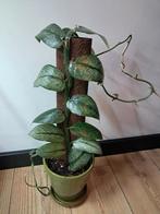 Rhaphidophora hongkongenis, Huis en Inrichting, Kamerplanten, Ophalen of Verzenden, Halfschaduw, Minder dan 100 cm