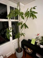 Grote Pachira Aquatica (geldboom) - 3m+ in 45cm pot, Ophalen, 200 cm of meer, Overige soorten, Halfschaduw