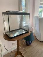 Aquarium/terrarium/ met deksel – ideaal voor soorten vissen, Dieren en Toebehoren, Ophalen, Zo goed als nieuw, Gevuld zoetwateraquarium