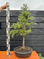 Bonsai Lariks 1, Ophalen, Volle zon, Overige soorten, Minder dan 100 cm