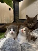 Maine coon kittens, Poes, Langharig, 0 tot 2 jaar