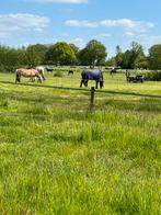 Pensionstalling, Dieren en Toebehoren, Stalling en Weidegang, Weidegang