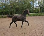 Luxe zwart hengstveulen, Dieren en Toebehoren, Paarden, Hengst, Minder dan 160 cm, Dressuurpaard, 0 tot 2 jaar