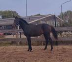 Super lieve Bomproef dressuur hengst, Dieren en Toebehoren, Paarden, Hengst, Dressuurpaard, 0 tot 2 jaar