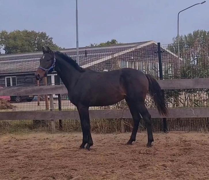 Super lieve Bomproef dressuur hengst, Dieren en Toebehoren, Paarden, Hengst, 0 tot 2 jaar, Dressuurpaard