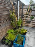 Diverse vaste planten, Tuin en Terras, Planten | Tuinplanten, Ophalen of Verzenden, Zomer, Overige soorten, Volle zon