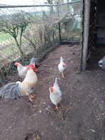 Broedeieren Leghorn grootras in de kleur Isabel, Dieren en Toebehoren, Pluimvee, Geslacht onbekend, Kip