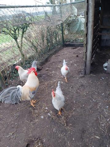 Broedeieren Leghorn grootras in de kleur Isabel  beschikbaar voor biedingen