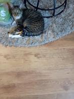 Lieve katje, Dieren en Toebehoren, Katten en Kittens | Overige Katten, 0 tot 2 jaar