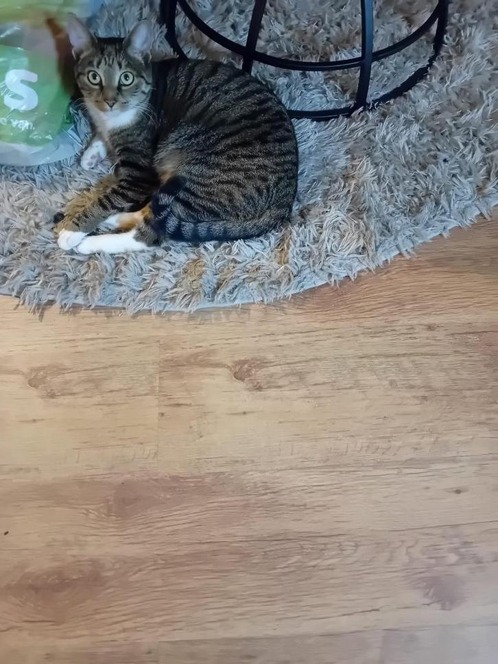 Lieve katje, Dieren en Toebehoren, Katten en Kittens | Overige Katten, 0 tot 2 jaar