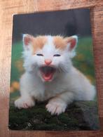 Rood witte kitten miauwt, Verzenden, 1980 tot heden, Gelopen, Hond of Kat