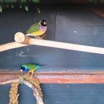 Gouldamadines koppels van 2024 en 2025, Meerdere dieren, Geringd