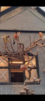 Goudvink mannen, Dieren en Toebehoren, Mannelijk, Wildzangvogel