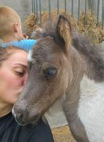 Met spoed een goed thuis gezocht voor mijn lieverds, Dieren en Toebehoren, Pony's, Meerdere dieren, Recreatiepony, 3 tot 6 jaar