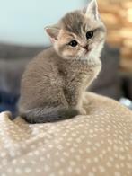Lieve Britse Korthaar kittens uit liefdevol nestje! 12weken, Dieren en Toebehoren, Katten en Kittens | Raskatten | Korthaar, Meerdere dieren