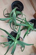 Aloe vera planten, Ophalen, Overige soorten, Minder dan 100 cm
