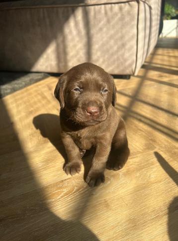 Prachtige raszuivere bruine labrador pups beschikbaar voor biedingen