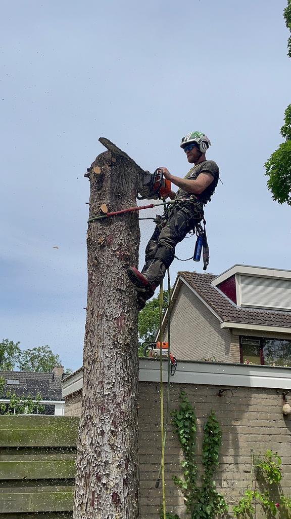 Bomen kappen snoeien  stobben frezen klimtechniek, Diensten en Vakmensen, Tuinmannen en Stratenmakers, Tuinonderhoud of Snoeiwerk