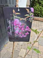 Meerstammige sierkers Prunus Kanzan, Ophalen of Verzenden, Overige soorten, Struik, 100 tot 250 cm