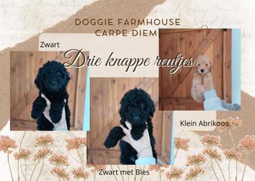 3 Multigen labradoodle puppies –  Sociaal & lieve reutjes beschikbaar voor biedingen