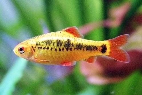 Brokaat barbeel - school van 5, Dieren en Toebehoren, Vissen | Aquariumvissen, Vis