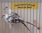 Koppel bonte diamantduifjes, Meerdere dieren, Tropenvogel