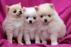 Pomeriaan  puppy's, Overige rassen, 8 tot 15 weken, Meerdere, Meerdere dieren