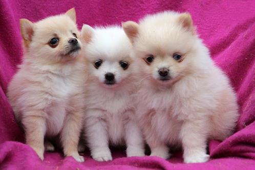 Pomeriaan  puppy's, Dieren en Toebehoren, Honden | Chihuahua's en Gezelschapshonden, Meerdere dieren, Overige rassen, Particulier