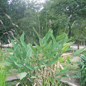 Thalia dealbata waterplant beschikbaar voor biedingen
