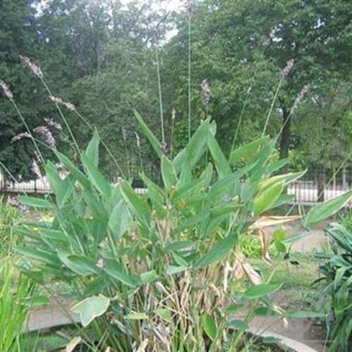 Thalia dealbata waterplant, Tuin en Terras, Vijvers, Nieuw, Ophalen