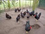 Barnevelders dubbelgezoomd broedeieren, Dieren en Toebehoren, Pluimvee, Geslacht onbekend, Kip
