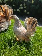 3 Serama hennen, Dieren en Toebehoren, Pluimvee, Vrouwelijk, Kip