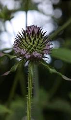 Japanse Kaardebol, Tuin en Terras, Planten | Tuinplanten, Ophalen, Overige soorten