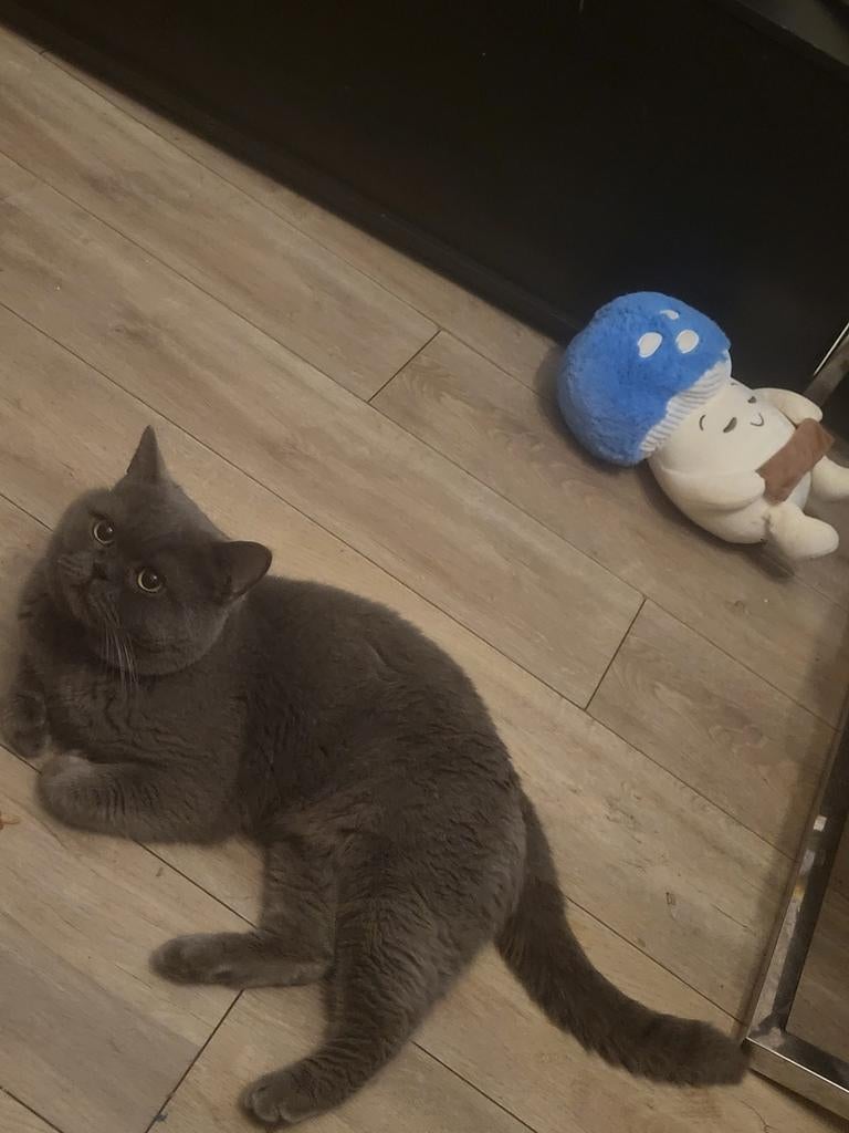 🐾 Dekkater aangeboden – Britse Korthaar blauw met stamboom, Kater, Met stamboom, 3 tot 5 jaar