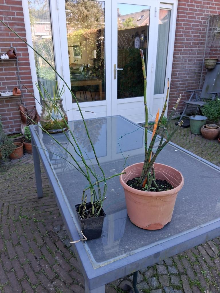 Holpijp vijverplant, Ophalen of Verzenden
