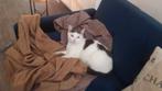 VERMIST NEDERWEERT BELONING 150EURO, Dieren en Toebehoren, Kater