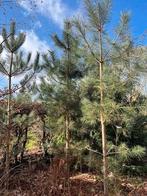 Pinus, Tuin en Terras, Planten | Bomen, Bloeit niet, Overige soorten, 400 cm of meer, Ophalen