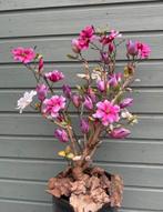 Nieuw handmade magnoliaboom, Ophalen, Nieuw