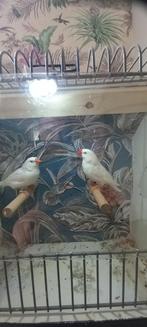Koppel witte zebravinken, Dieren en Toebehoren, Vogels | Overige Vogels, Meerdere dieren, Geringd