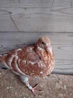 Jonge kleur postduiven, Dieren en Toebehoren, Meerdere dieren, Postduif