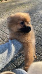 Pomeriaan (dwerg keeshond), Dieren en Toebehoren, 8 tot 15 weken, Eén hond, Nederland, Particulier