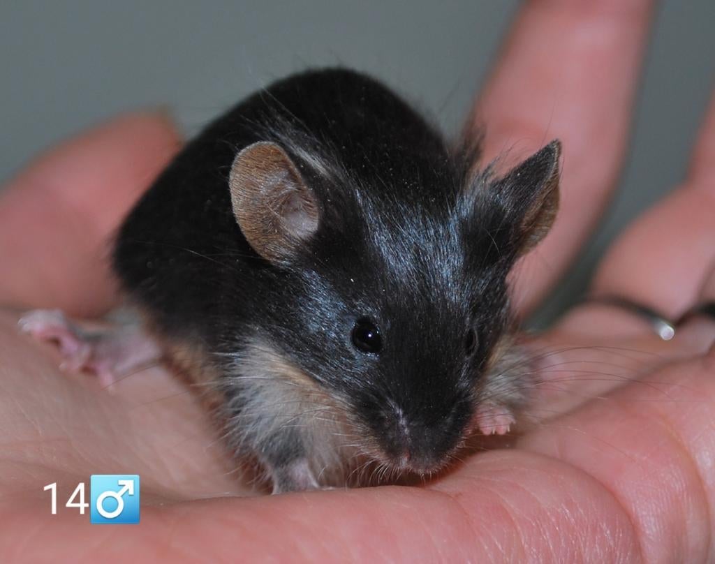 Black en black and tan langhaar kleurmuizen, Dieren en Toebehoren, Knaagdieren, Maart, Muis, Mannelijk, Tam