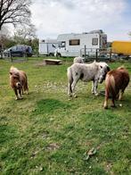 Te koop pony’s, Meerdere dieren