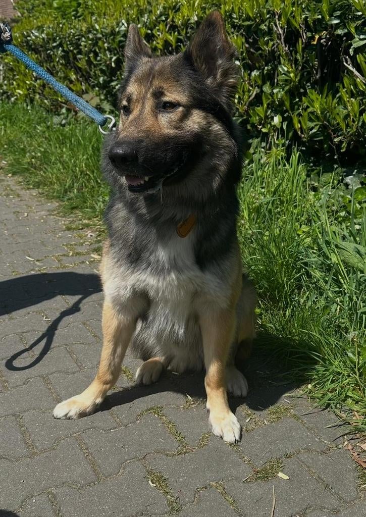 Dekreun, Dieren en Toebehoren, Reu, 1 tot 2 jaar, Eén hond, Nederland