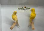 Irish fancy kanarie, Dieren en Toebehoren, Vogels | Kanaries, Meerdere dieren, Postuurkanarie