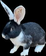 Duitse reuzen rammelaars 50€ zijn gevaccineerd, Meerdere dieren, Groot