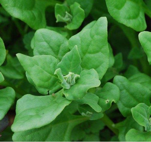 Nieuw-Zeelandse Spinazie Zaden, Verzenden, Zaad