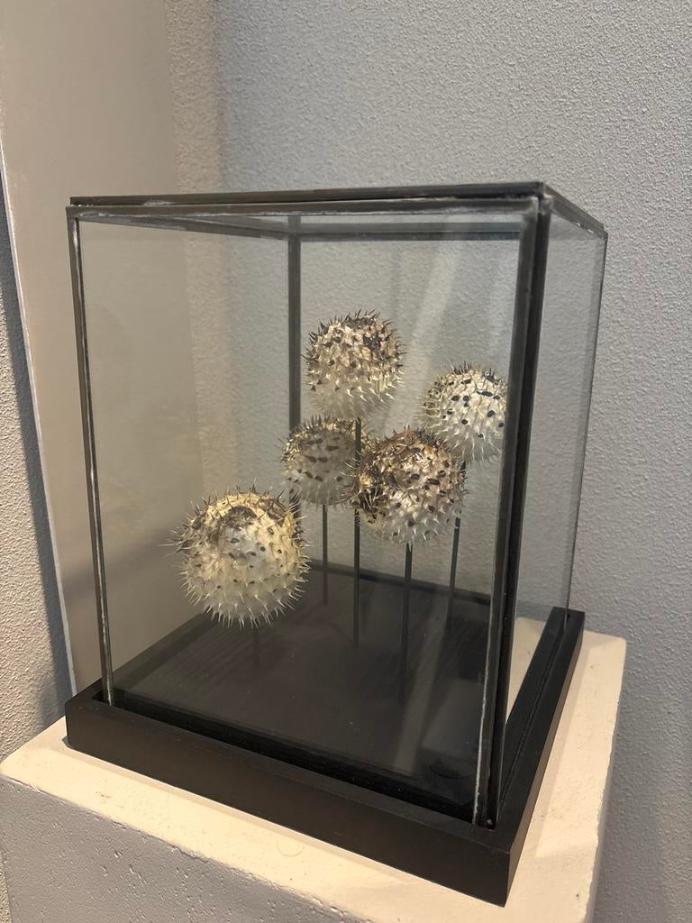 Vitrine box met 5 kogelvissen, Ophalen of Verzenden, Gebruikt